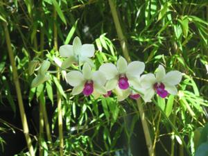 Dendrobium Mak See