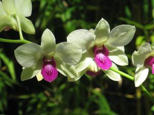 Dendrobium Mak See