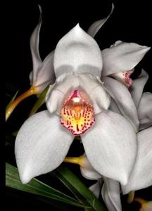 Cymbidium Early Bird