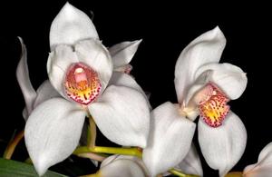 Cymbidium Early Bird