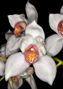 Cymbidium Early Bird