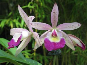 Brassocattleya Glorious May