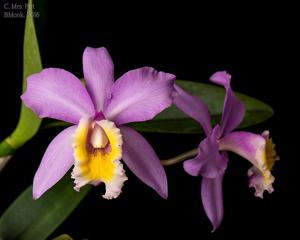 Cattleya Mrs. Pitt