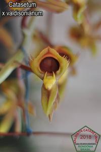 Catasetum valdisonianum