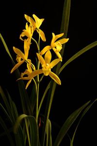 Cymbidium Golden Elf