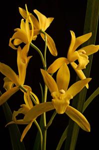 Cymbidium Golden Elf