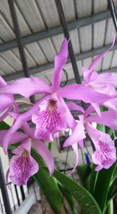 Brassocatanthe Haleahi Profusion