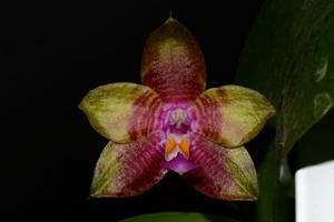 Phalaenopsis Appalachian Musical Dragon