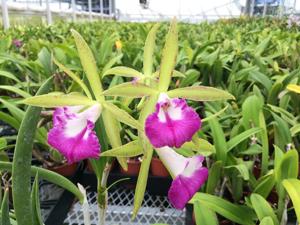 Brassocattleya Nodata