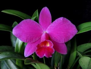 Cattleya Seagulls Crawfish Pie