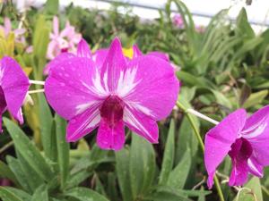 Dendrobium Clown Feathers