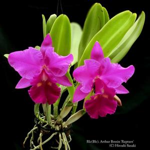 Rhyncholaeliocattleya Arthur Bossin