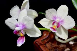 Phalaenopsis Long Pride Green Pixie