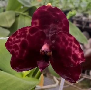 Phalaenopsis Seremban Black Pearl