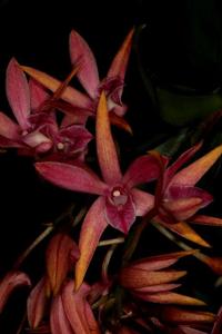 Dendrobium Brinawa Sunset