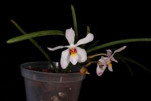 Holcanthera Fcf's Huahuo