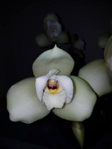 Lycaste Macama