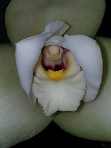 Lycaste Macama