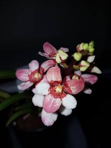 Sarcochilus Kulnura Mischief