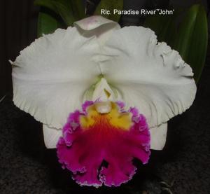 Rhyncholaeliocattleya Paradise River