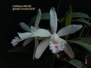 Cattleya Little Bit