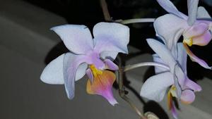 Phalaenopsis Younès Resal