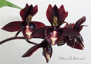Catasetum Dark Tale