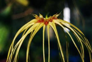 Bulbophyllum Lion King