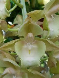 Fredclarkeara Philip's Pride