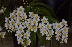 Sarcochilus Heidi