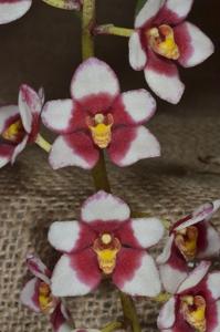 Sarcochilus Fiesta