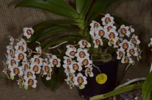 Sarcochilus Bessie