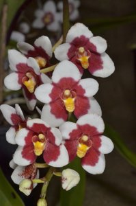 Sarcochilus Erin