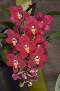 Sarcochilus Joyful