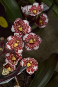 Sarcochilus Top Shelf