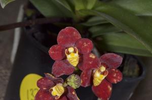 Sarcochilus Misty's Twin