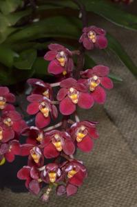 Sarcochilus Magic