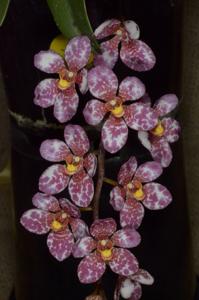 Sarcochilus Burgundy on Ice