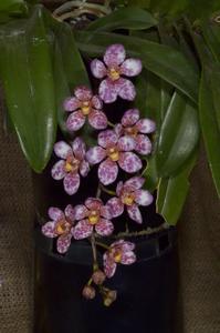 Sarcochilus Burgundy on Ice