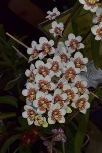 Sarcochilus Soft Touch