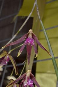 Dendrobium Tweetas