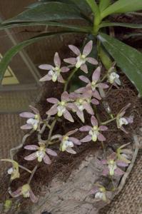 Plectochilus Kilgra