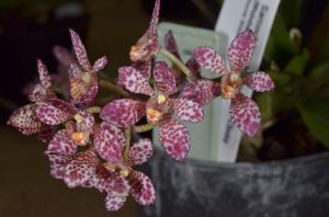 Sarcochilus Jeanne