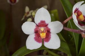 Sarcochilus Lloyd Perryman