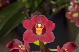 Sarcochilus Fiery Twin