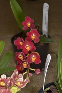 Sarcochilus Fiery Twin