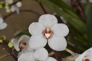 Sarcochilus Heidi