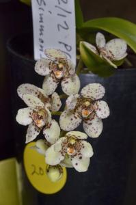 Sarcochilus Weinhart