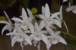 Dendrobium Yondi