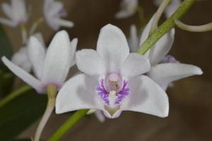 Dendrobium Bicentennial Rose